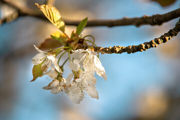 Beautiful blooming trees. Spring time. Lovely flowers. 