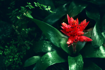 Image of Red tropical flower