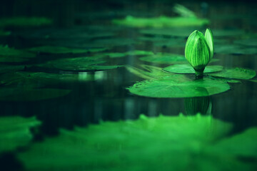 Image of water lily in the pond