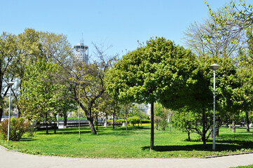 Spring view of the city square. Green trees, path and lighting pole in the park. Spring sunny day.