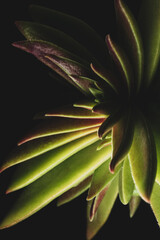 Crassula Capitella Suculent plant, close up