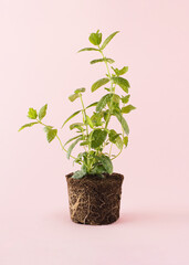 Mint seedling with soil and roots. Spring concept on pink background.