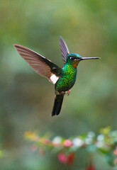 COLIBRI © Hector