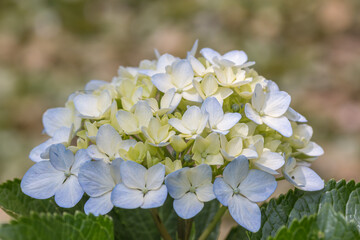 beautiful light sky blue colour bunched flower in closeup shot