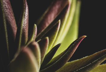 Crassula Capitella Suculent plant, close up