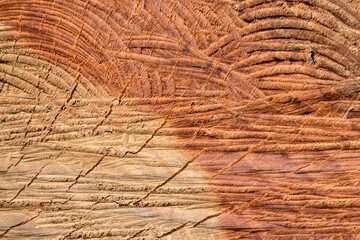 Cross-section of tree with traces of chain saw. Two-tone natural walnut wood background. Top view. Close-up. Selective focus.