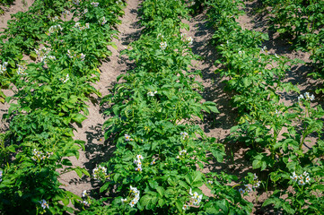 Fototapeta na wymiar Flowering rows of potato tops. Blooming potatoes. Potato beds are planted in straight rows. Organic potatoes