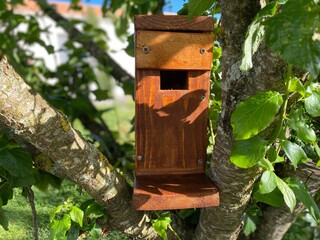 nichoir en bois , artisanal, dans un arbre  au printemps