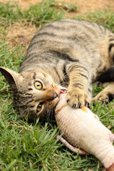 cat eating grass