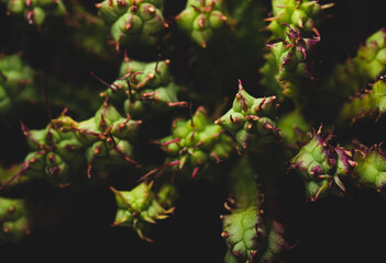 Small Cactus succulent plant macro close up on a black background