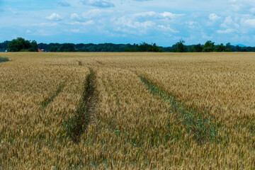 Weizenfeld im Juni, kurz vor der Ernte