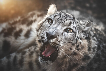 Snow leopard portrait