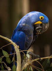 Blue and yellow Hyacinth macaw
Location: San Diego Zoo, San Diego, California, United States