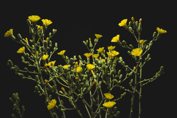 Lettuce yellow flowers, on  black background
