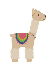 Animal llama on white background