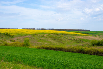 Obraz premium Rural landscape photography with a green grain field and a yellow rape field in the background, under blue sky. Photo was taken in daytime.