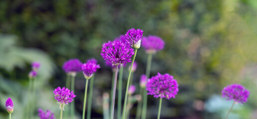 Hintergrund mit violettem Allium, Zierlauch