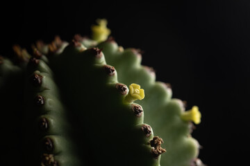 portrait of a little cactus with yellow flowers