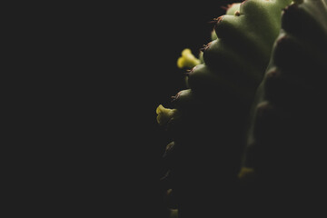 portrait of a little cactus with yellow flowers