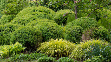 Gräser und Buchskugeln im Beet- Gartengestaltung