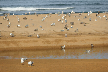 flock of seagulls relaxing on the beach