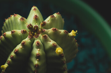 portrait of a little cactus with yellow flowers