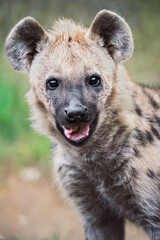 spotted hyena in the wild
