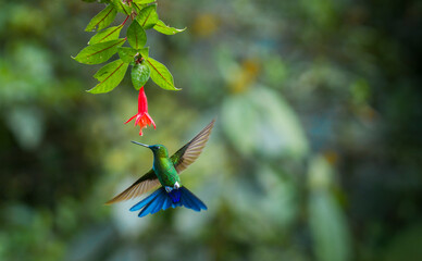 COLIBRI