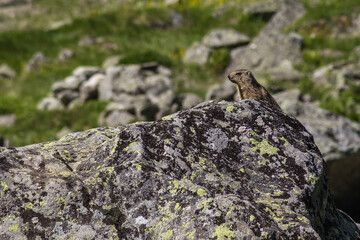 Marmotte des Pyrénées