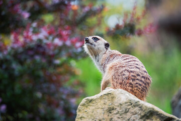 Naklejka na ściany i meble meerkat on a rock
