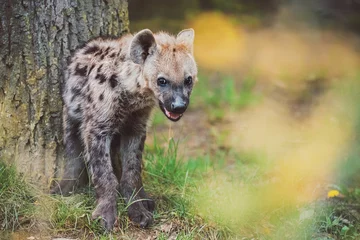 Lichtdoorlatende rolgordijnen zonder boren Hyena gevlekte hyena in de dierentuin