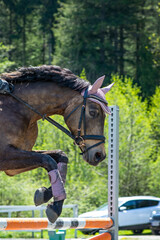 Reiten / Springen