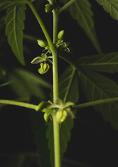 Fototapeta na wymiar Macro close up portrait of a Male Marijuana Cannabis plant flowers
