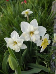 Obraz na płótnie Canvas Daffodil in the garden