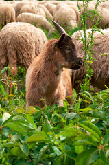 Fototapeta premium Young goat eating after transhumance journey
