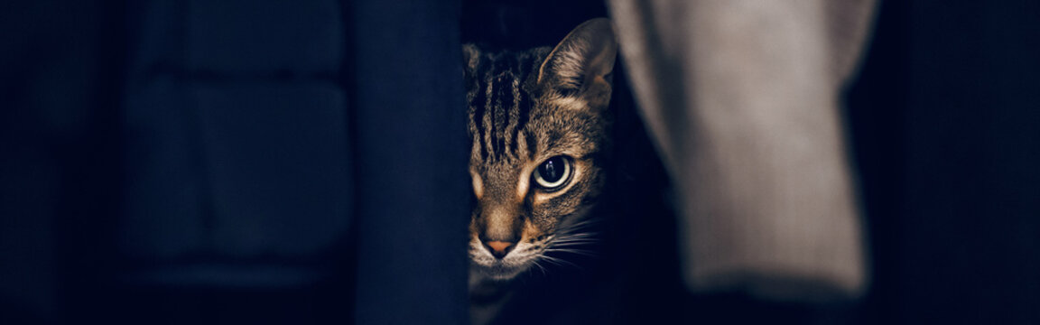 Funny scared tabby pet cat hiding in clothes at closet. Cute surprised striped domestic animal with green eyes sheltered in wardrobe. Frightened kitten looking out. Web banner header.