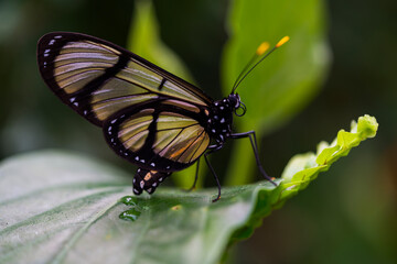 MARIPOSA