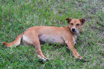 The dog in the garden.