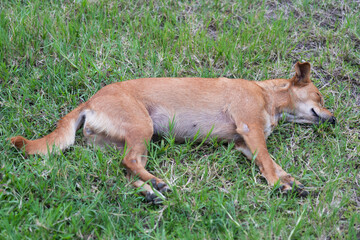 The dog in the garden.