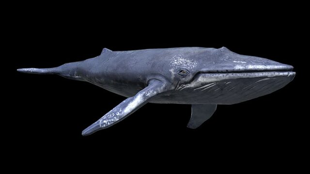 Whale Swimming With Alpha Channel
