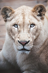 portrait of a lion