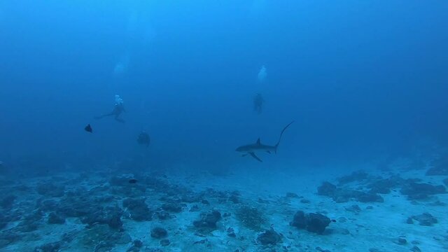 Pelagic Thresher Fox Shark with a big tail, Alopias pelagicus, underwater swim in blue ocean looking for food fish hunting. Divers watching sharks. Scuba Diving in Maldives sea water.