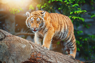 tiger in the zoo