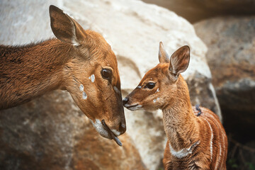 portrait of a nyala