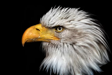 Meubelstickers american bald eagle © Sangur