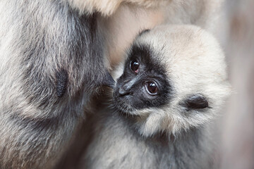 Close up gibbon