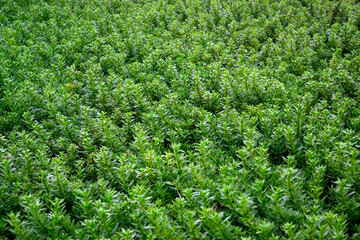 Green plant mantle texture 2