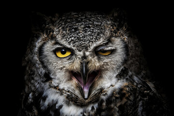great horned owl portrait