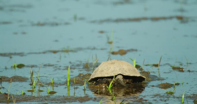 European pond turtle is wading in the shallow marsh