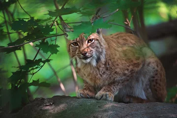 Tuinposter lynx in the forest © Sangur